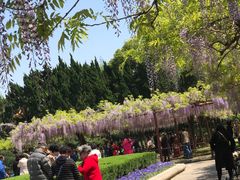 -嘉定紫藤园