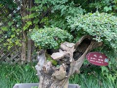 -上海醉白池公园