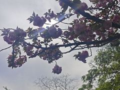 -青枫公园