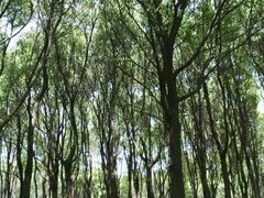 -昆山城市生态森林公园