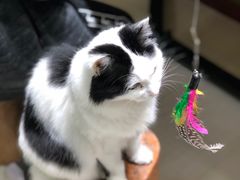 -猫亿天猫咖