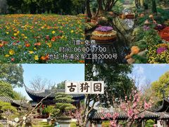 -顾村公园