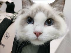 -佳雯宠物医院·皮肤科·内外科(春晓路分院)