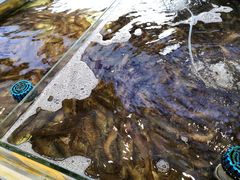 -大锅强·蒸海鲜青岛菜(金沙滩店)