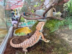 -南宫五洲植物乐园