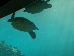 -海棠湾洲际-涛·海底餐厅·美人鱼·自助餐·海底隧道