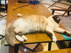 -猫色咖啡·猫咖