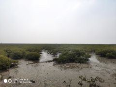 -北海金海湾红树林生态旅游区