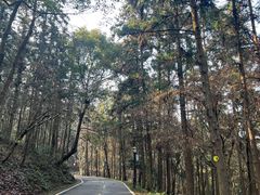 -潜山国家森林公园
