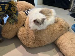 -平行世界·猫咖(首经贸店)