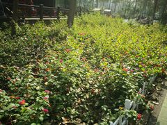 -合肥滨湖国家森林公园