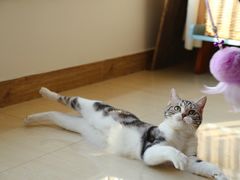 -猫大福·Fortune Cat猫舍(百子湾店)
