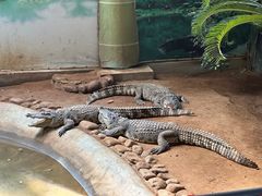 -西霞口神雕山野生动物世界