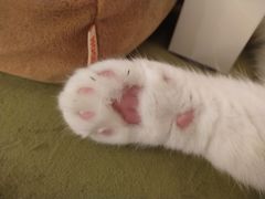 -滚猫咖啡·猫咖·猫友好撸猫(未来城店)