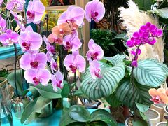 -BoBloom花店(晶耀前滩店)