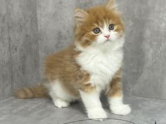 -小猫来了·猫舍(红山六九七九店)