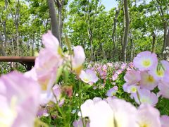 -嘉北郊野公园