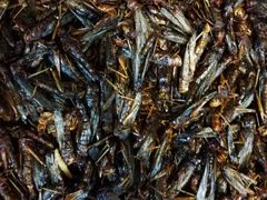 -昆虫窝子·特色云南菜(拓东路总店)