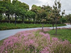 -春花秋色城市公园