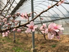 -南汇桃花村