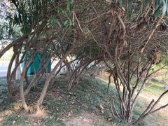 -环城公园-琥珀潭