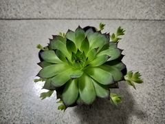-正宗来凤鱼璧山兔(花卉园店)