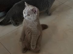 -瑞派福兴宠物医院犬猫全科·骨科·中西医结合(河东店)