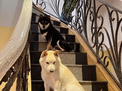 -喜柴咖啡·柴犬狗咖