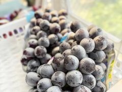 -马陆小张葡萄园农家乐