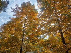 -海椒市落舌·麻辣烫冒菜(武侯大悦城店)