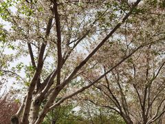 -古柏渡丰乐樱花园