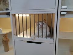 -十月米努特矮脚猫舍