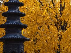 -上海青龙寺