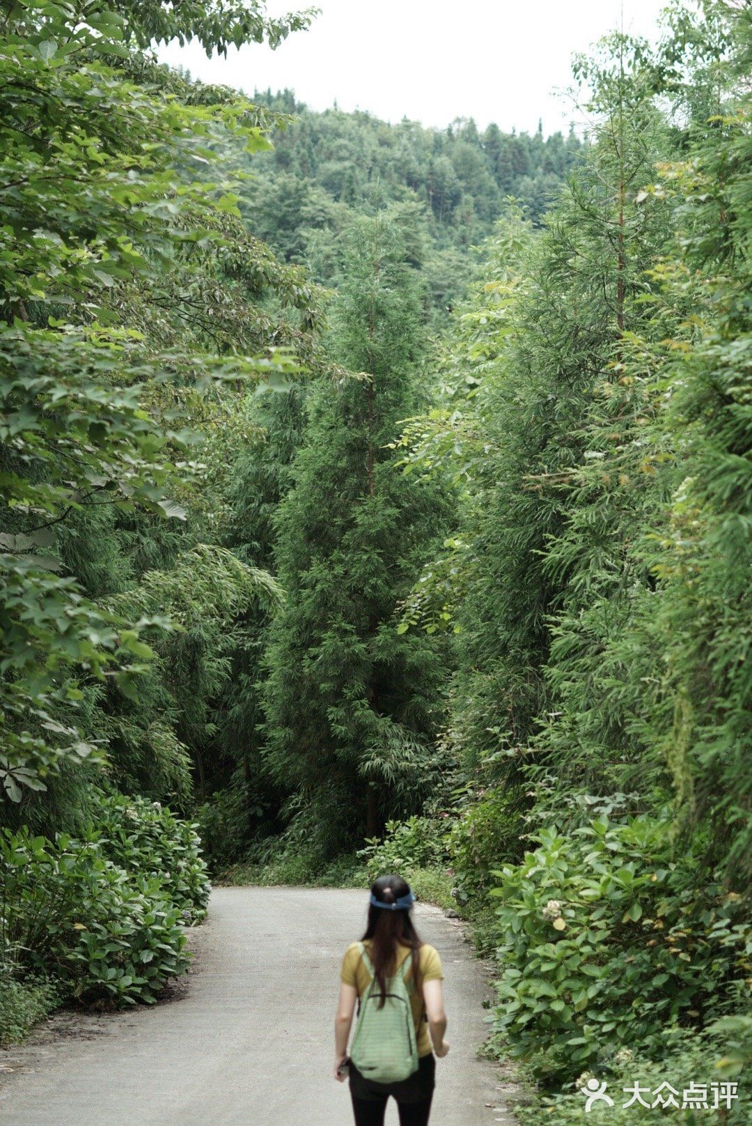 一周一山|彭州中坝森林