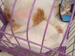 -米苏动物医院·犬猫专科·骨科外科内窥镜