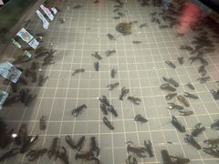-虾胡闹龙虾馆(湄南河店)