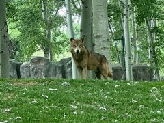 -北京野生动物园