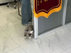 -艾吉宠物医院·疑难杂症转诊中心·猫友好(碧江路院)