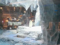 -帝企鹅自助餐厅•儿童岛•真企鹅(长隆企鹅酒店)