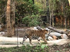 -清迈夜间动物园