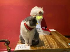 -猫色咖啡·猫咖
