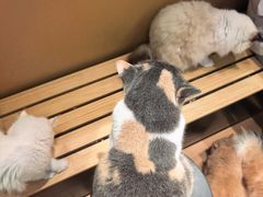 -爪爪喵星球·猫舍(卓悦中心店)