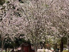-洛阳市隋唐城遗址植物园