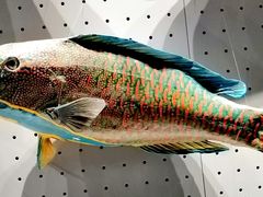 -贝林大翅鲸简餐厅(国家海洋博物馆店)