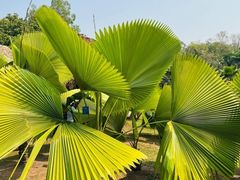 -中国科学院西双版纳热带植物园