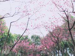 -重庆市江北嘴中央商务区中央公园