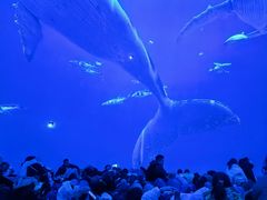 -海合安成都极地海洋公园