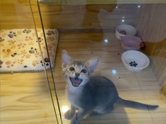 -小猫来了猫舍(福田店)