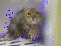 -喵zoo家庭繁育猫舍(尖东智能花园店)