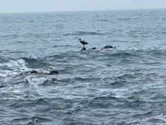 -西涌国际滨海旅游区